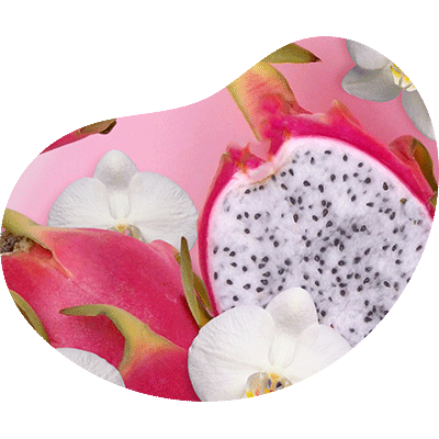 Pink Dragonfruit Orchid